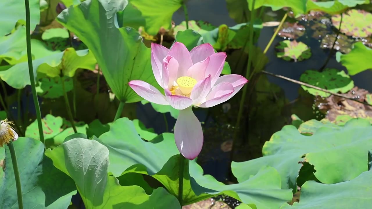 烈日下的荷花视频素材