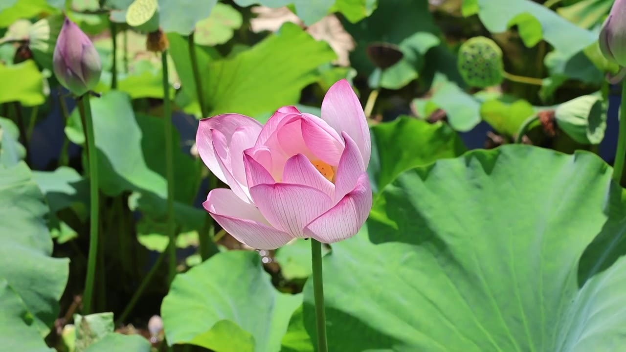 烈日下的荷花视频素材