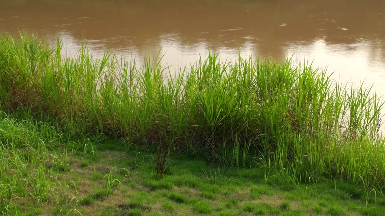 连续多日的雨季让陕西西安境内河流的水位暴涨，清水河变成了混浊的浊水河，河水与岸边的绿色草地视频素材