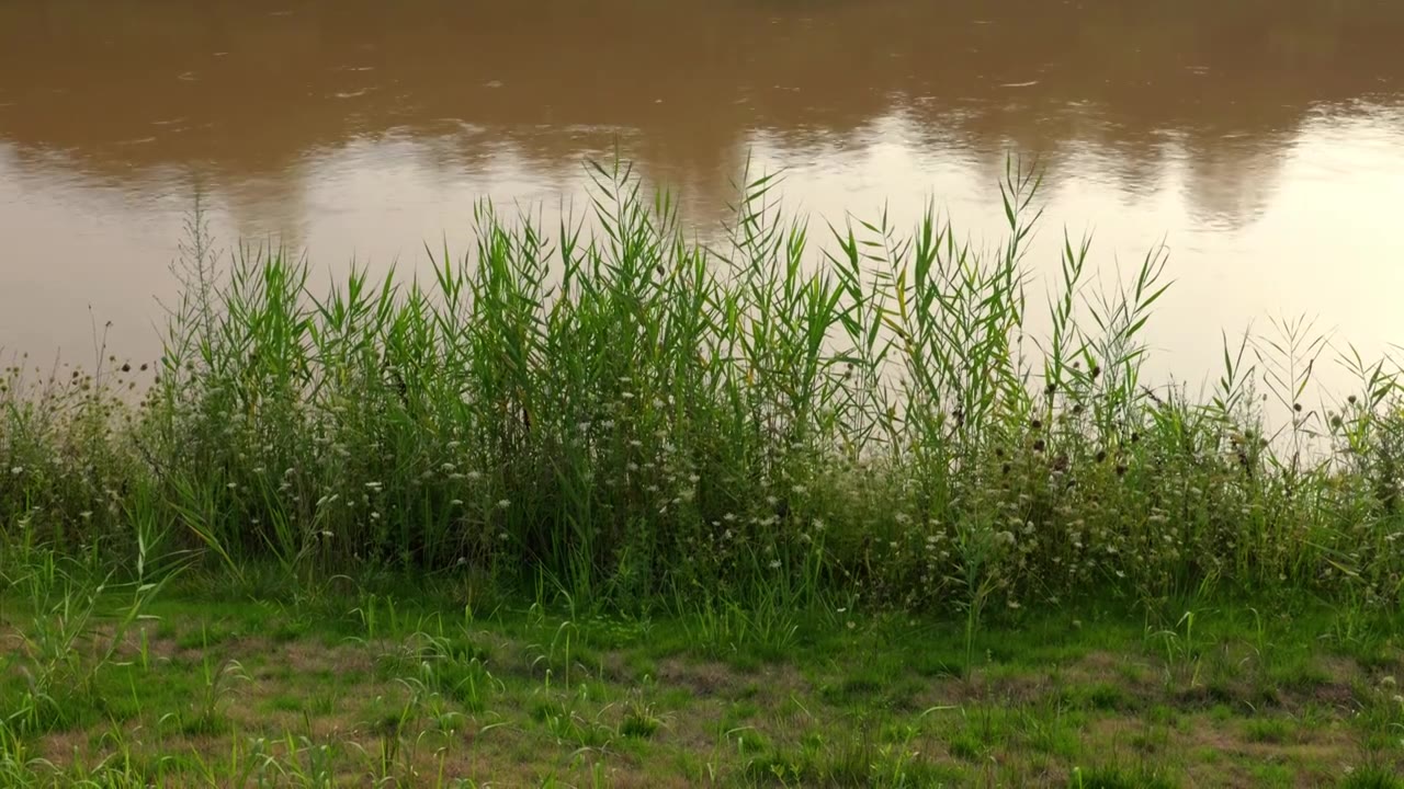 连续多日的雨季让陕西西安境内河流的水位暴涨，清水河变成了混浊的浊水河，河水与岸边的绿色草地视频素材