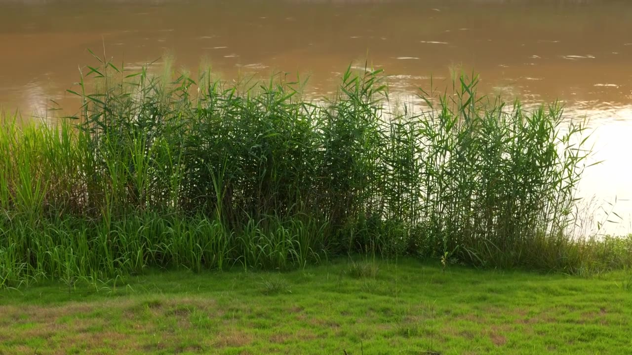 连续多日的雨季让陕西西安境内河流的水位暴涨，清水河变成了混浊的浊水河，河水与岸边的绿色草地视频素材