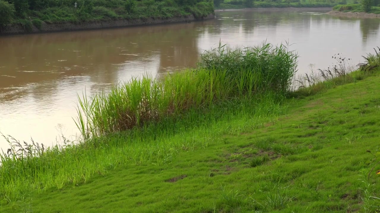 连续多日的雨季让陕西西安境内河流的水位暴涨，清水河变成了混浊的浊水河，河水与岸边的绿色草地视频素材