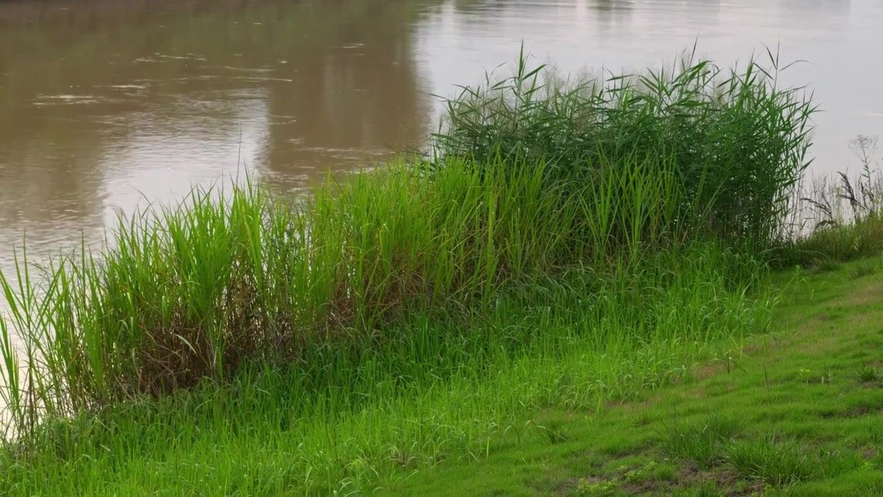 连续多日的雨季让陕西西安境内河流的水位暴涨，清水河变成了混浊的浊水河，河水与岸边的绿色草地视频下载