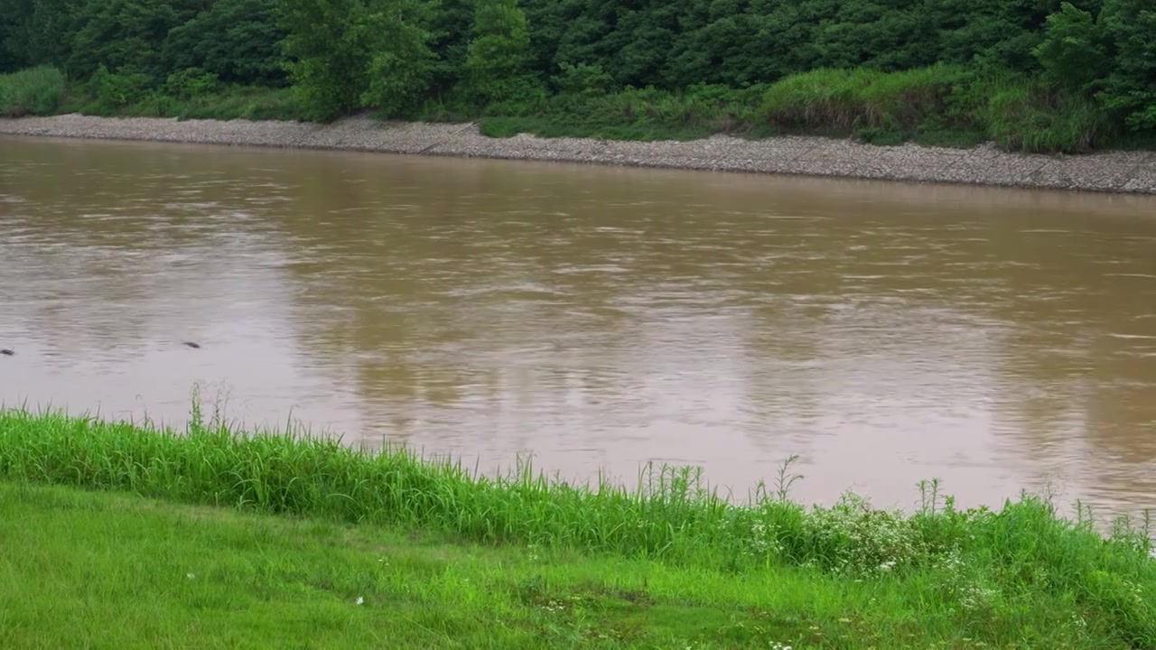 连续多日的雨季让陕西西安境内河流的水位暴涨，清水河变成了混浊的浊水河，河水与岸边的绿色草地视频素材