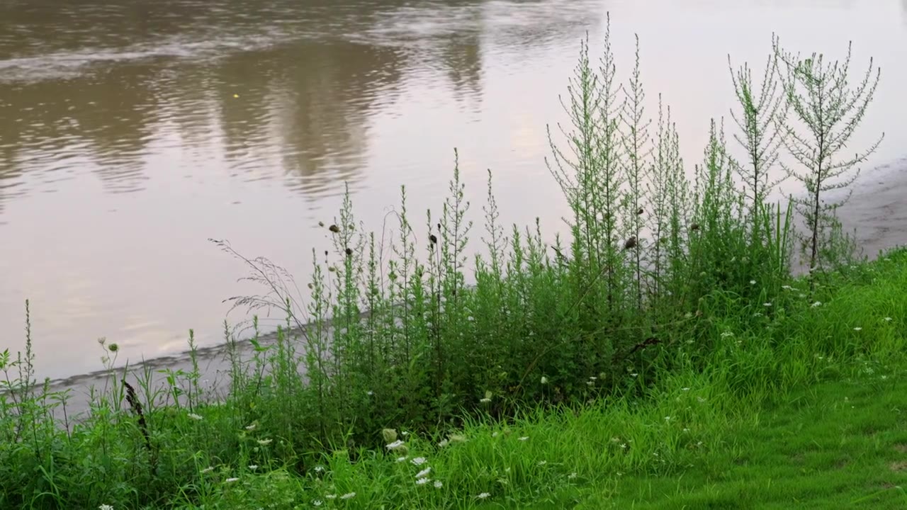 连续多日的雨季让陕西西安境内河流的水位暴涨，清水河变成了混浊的浊水河，河水与岸边的绿色草地视频下载