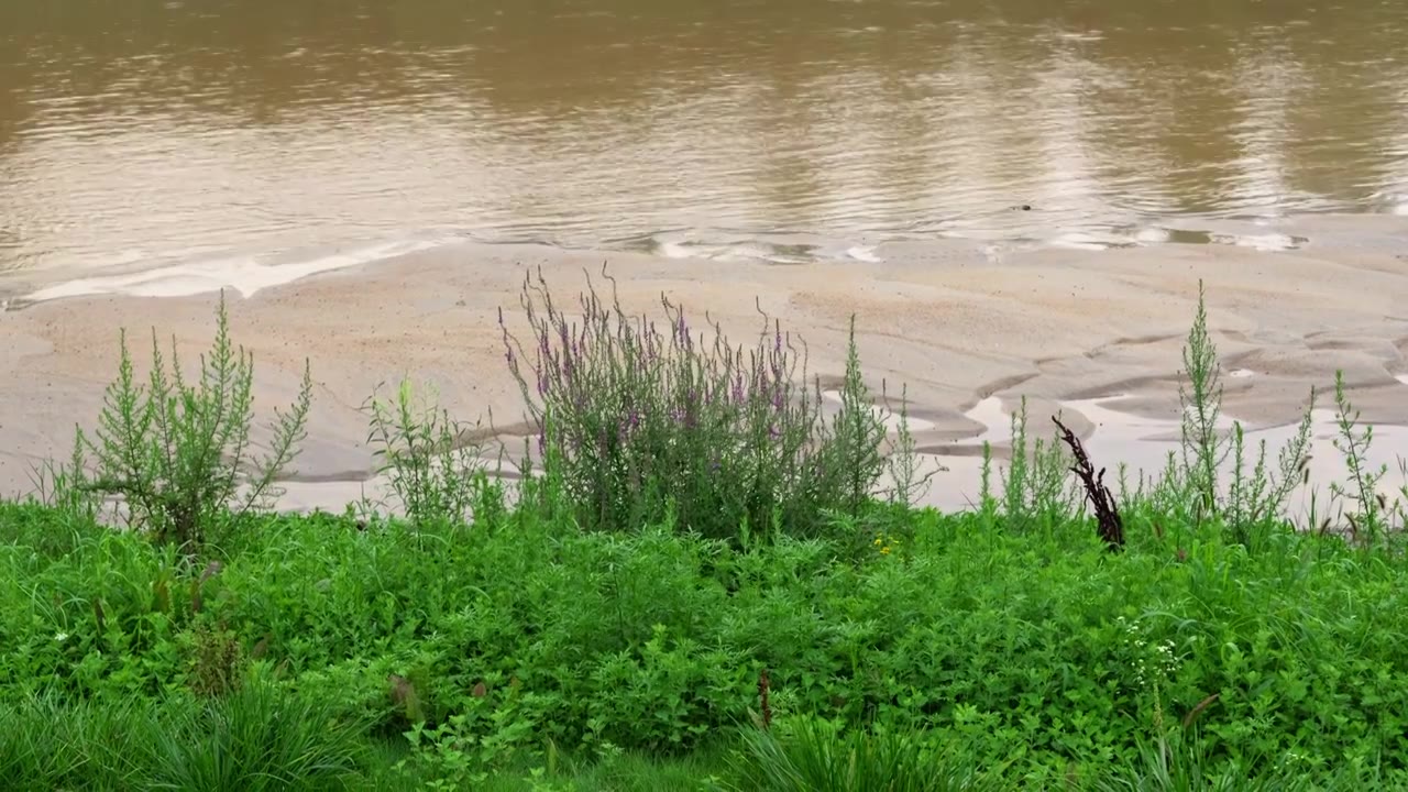 连续多日的雨季让陕西西安境内河流的水位暴涨，清水河变成了混浊的浊水河，河水与岸边的绿色草地视频下载