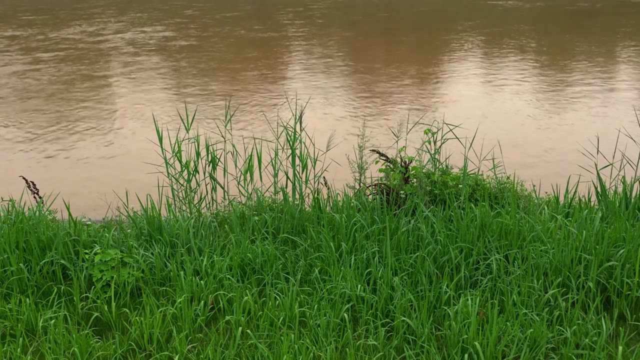 连续多日的雨季让陕西西安境内河流的水位暴涨，清水河变成了混浊的浊水河，河水与岸边的绿色草地视频下载