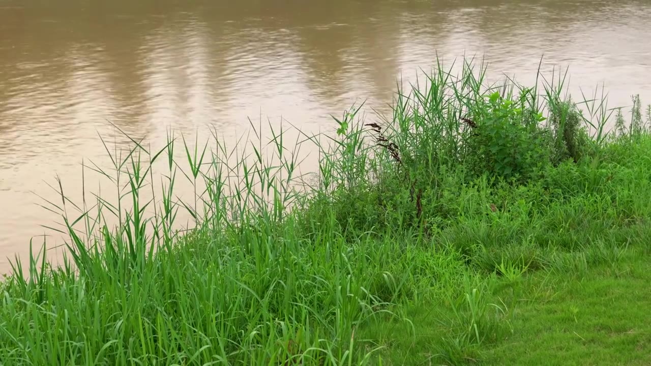 连续多日的雨季让陕西西安境内河流的水位暴涨，清水河变成了混浊的浊水河，河水与岸边的绿色草地视频下载