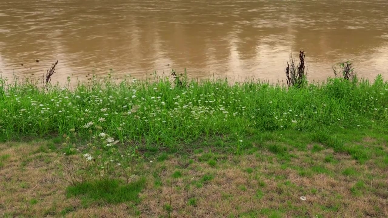 连续多日的雨季让陕西西安境内河流的水位暴涨，清水河变成了混浊的浊水河，河水与岸边的绿色草地视频下载