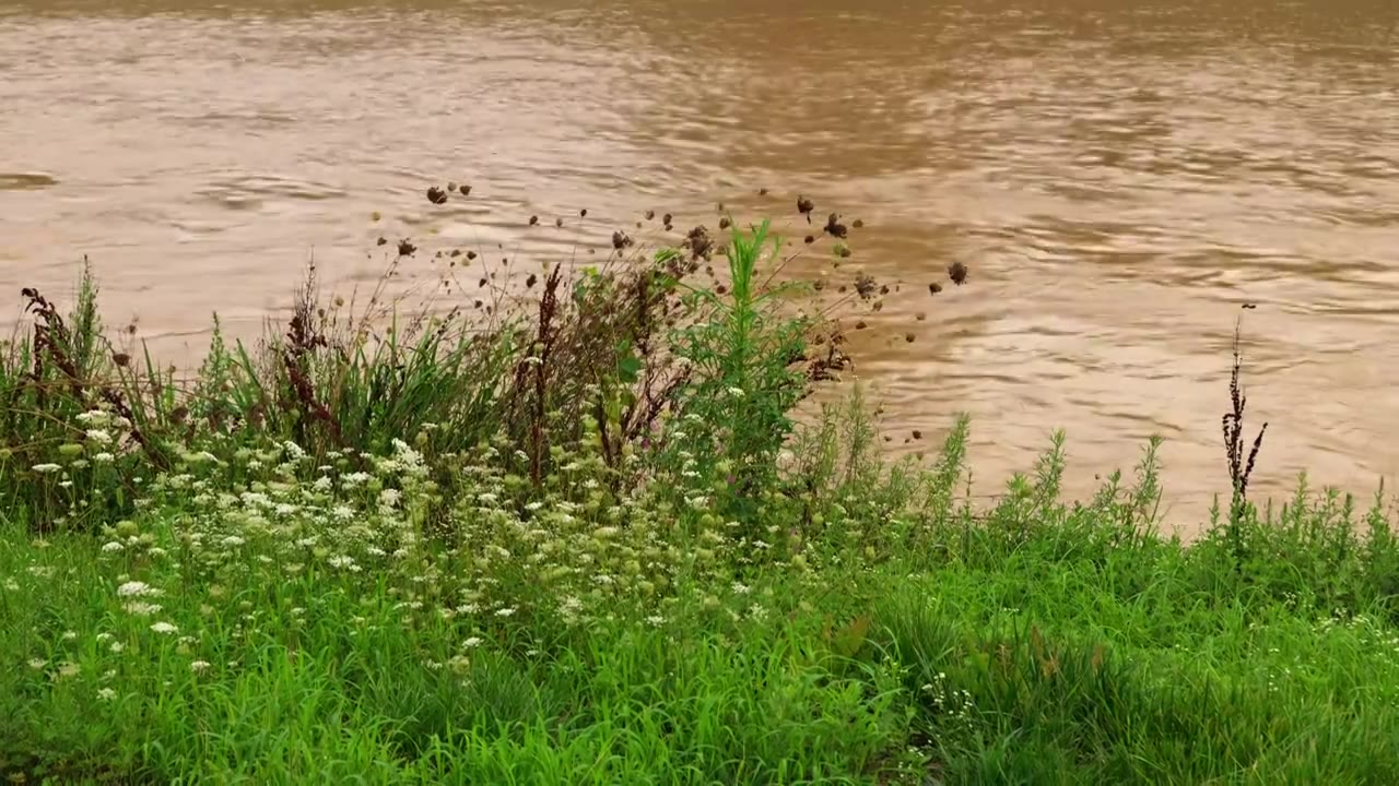 连续多日的雨季让陕西西安境内河流的水位暴涨，清水河变成了混浊的浊水河，河水与岸边的绿色草地视频下载