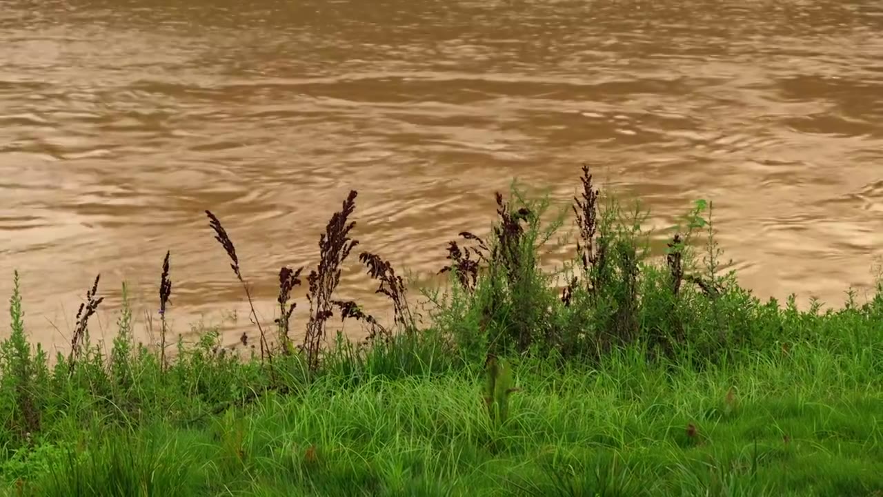 连续多日的雨季让陕西西安境内河流的水位暴涨，清水河变成了混浊的浊水河，河水与岸边的绿色草地视频下载