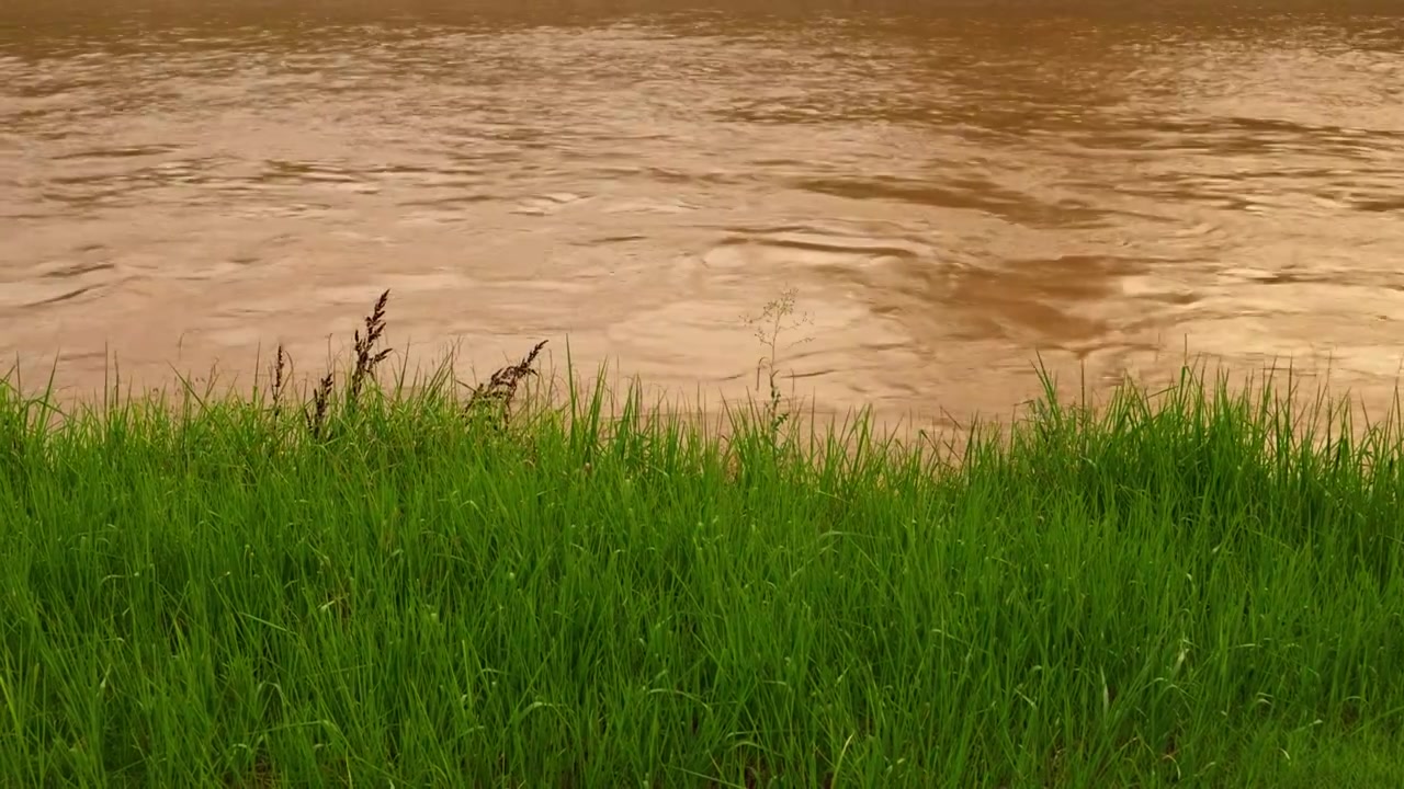 连续多日的雨季让陕西西安境内河流的水位暴涨，清水河变成了混浊的浊水河，河水与岸边的绿色草地视频素材