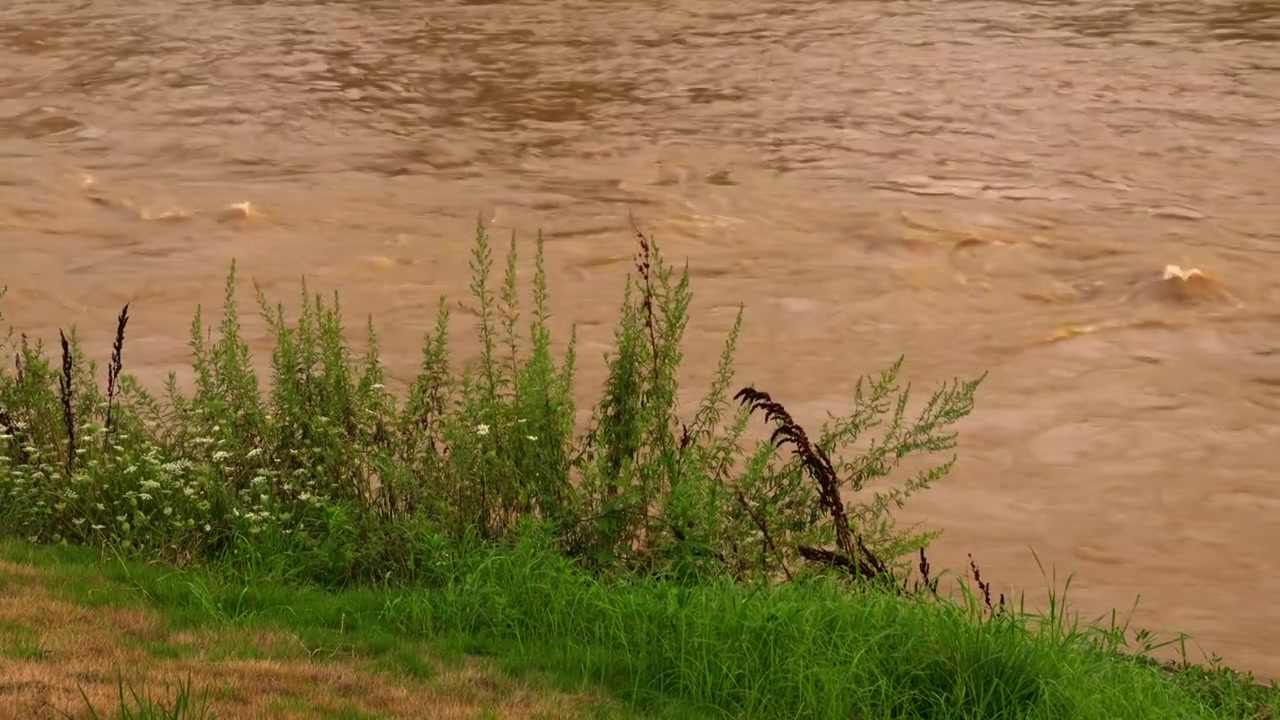 连续多日的雨季让陕西西安境内河流的水位暴涨，清水河变成了混浊的浊水河，河水与岸边的绿色草地视频素材