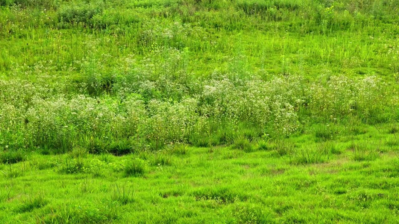 西安沣河湿地公园里绿色的草地上的植物视频下载