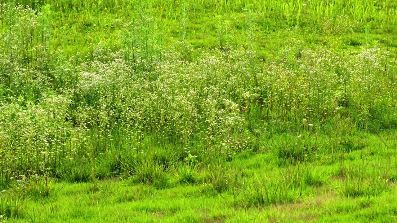 西安沣河湿地公园里绿色的草地上的植物视频素材