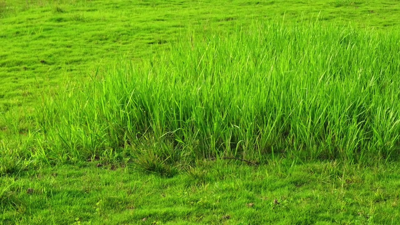 西安沣河湿地公园里绿色的草地上的植物视频素材