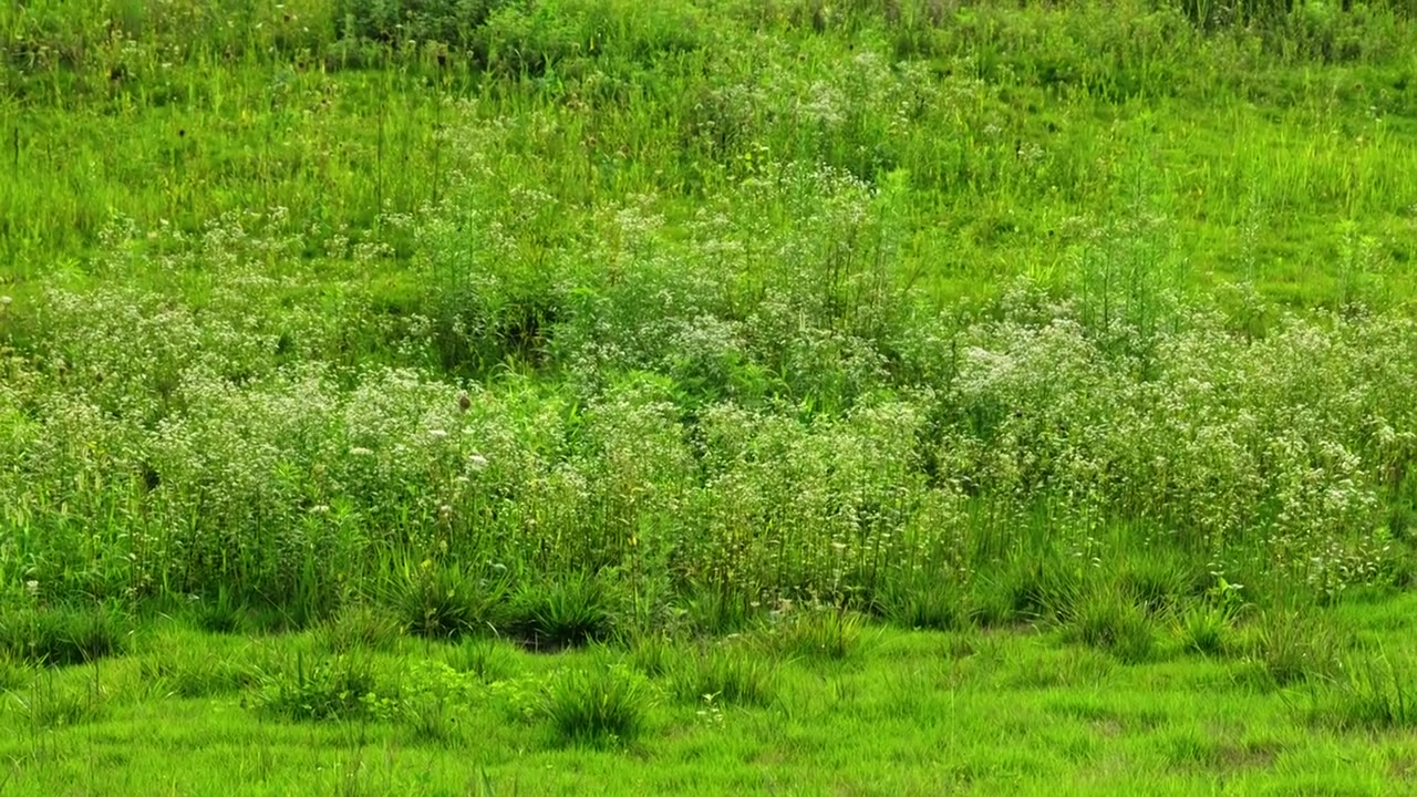 西安沣河湿地公园里绿色的草地上的植物视频下载