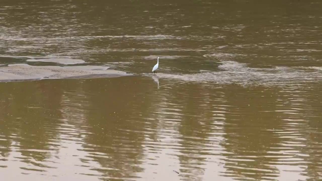 连续多日的雨季让陕西西安境内的河流清水河变成浑浊的水，水中沙洲有一只白色的水鸟白鹭在嬉戏觅食视频下载