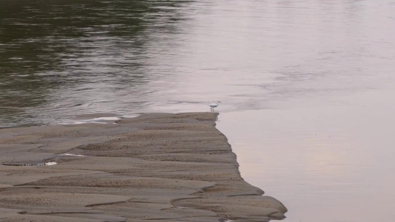 连续多日的雨季让陕西西安境内的河流清水河变成浑浊的水，水中沙洲有一只白色的水鸟白鹭在嬉戏觅食视频素材