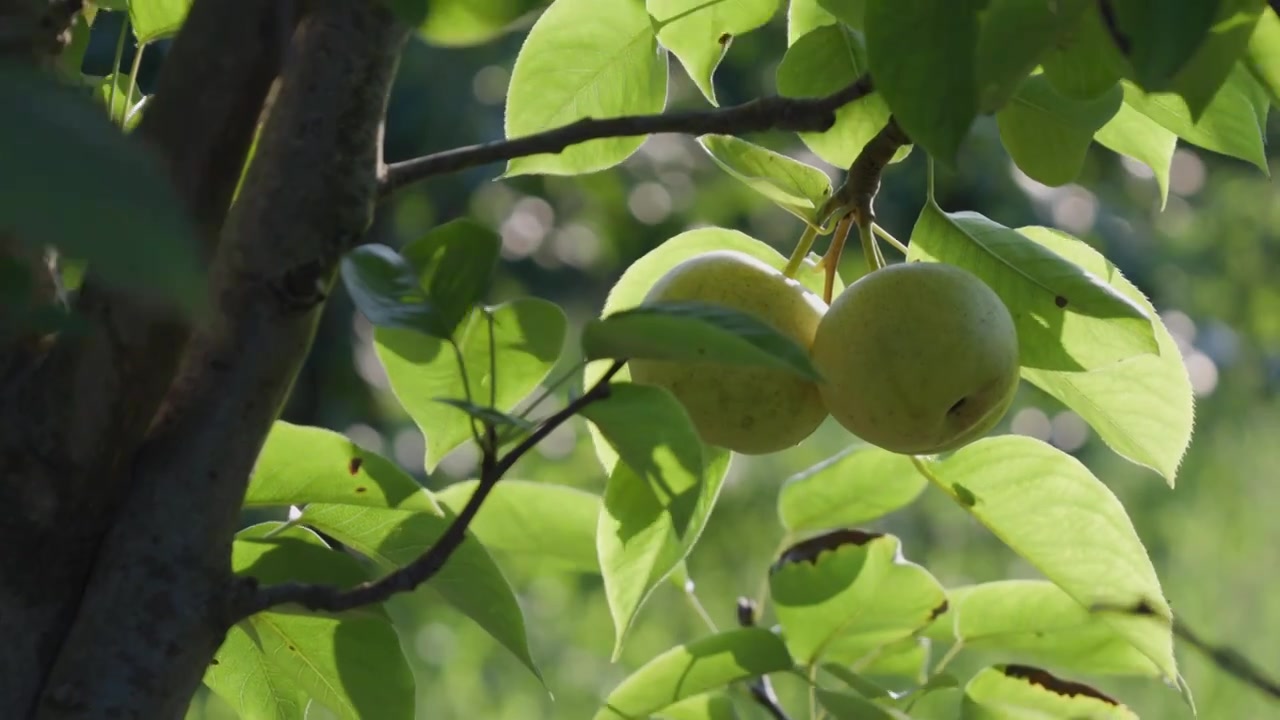 梨子挂 在枝头新鲜水果素材视频素材