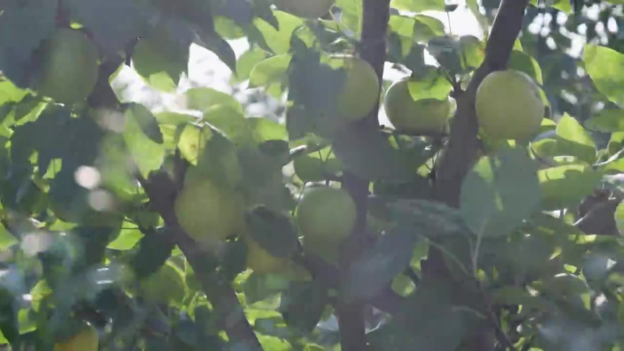 梨子挂 在枝头新鲜水果素材视频素材