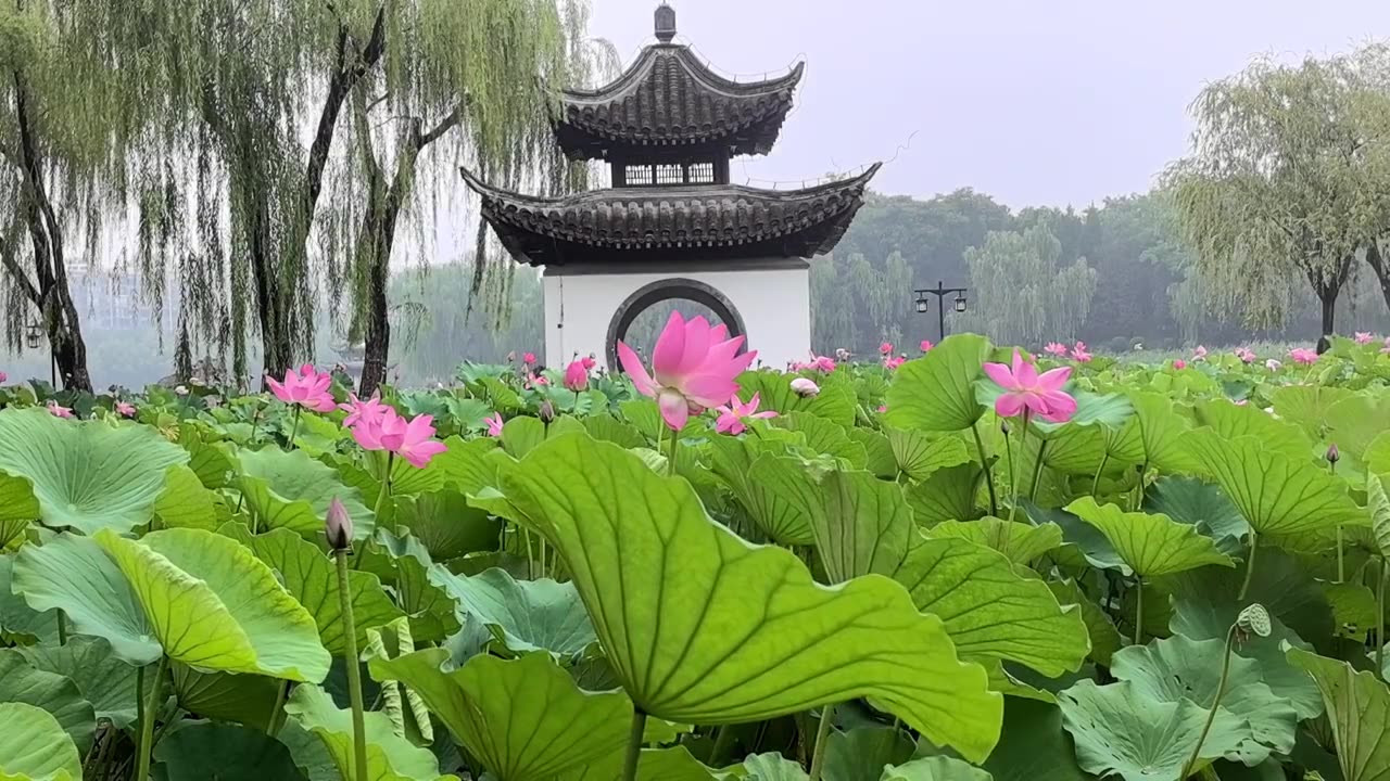 雨中北京陶然亭公园吹台亭前盛开的荷花视频素材