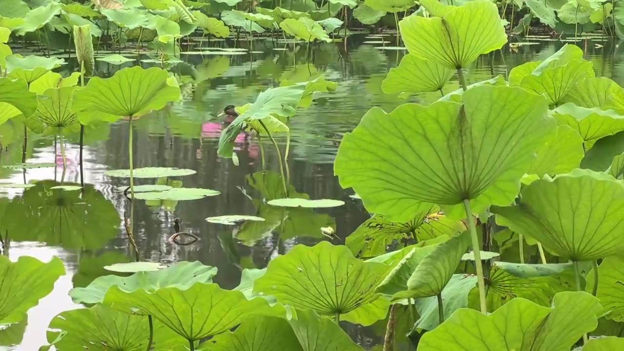 夏日雨天的荷花池塘，野鸭漫游其中视频素材