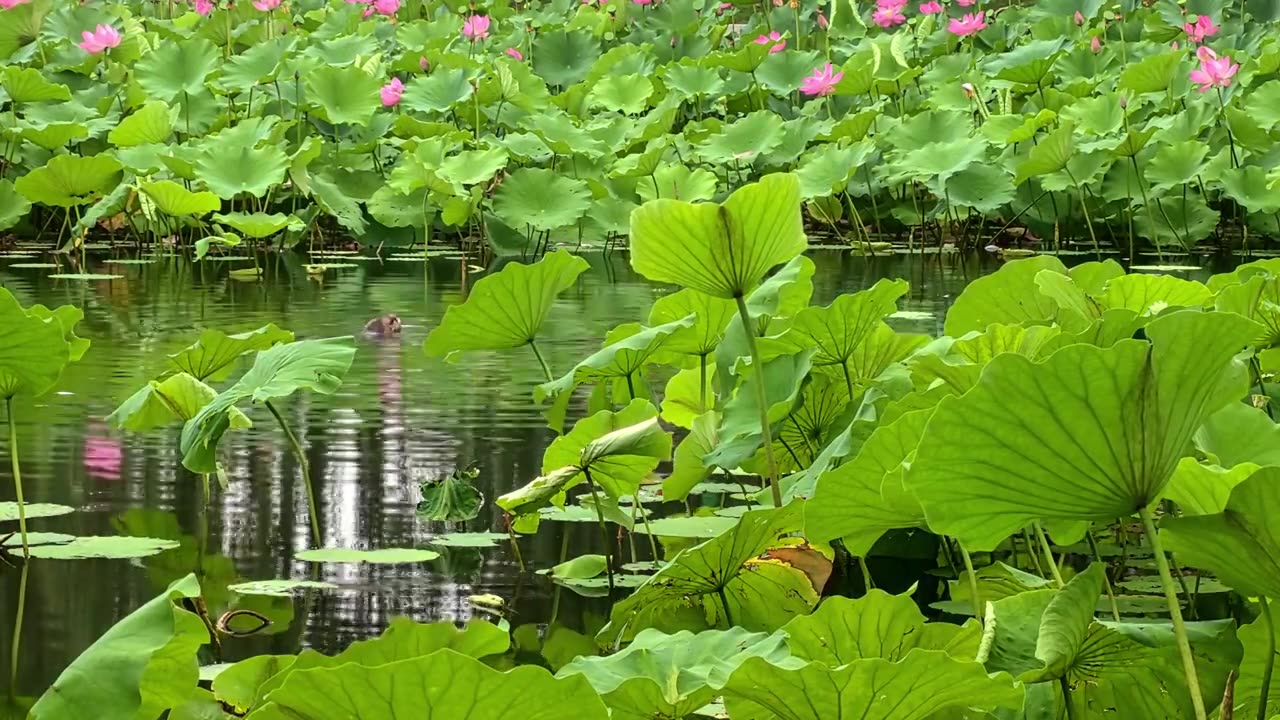 夏日雨天的荷花池塘，野鸭漫游其中视频素材