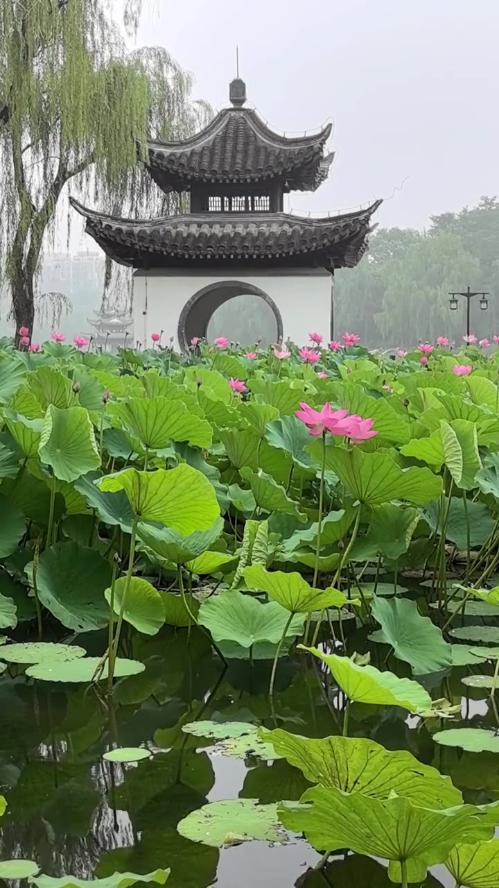 雨中北京陶然亭公园吹台亭前盛开的荷花视频素材