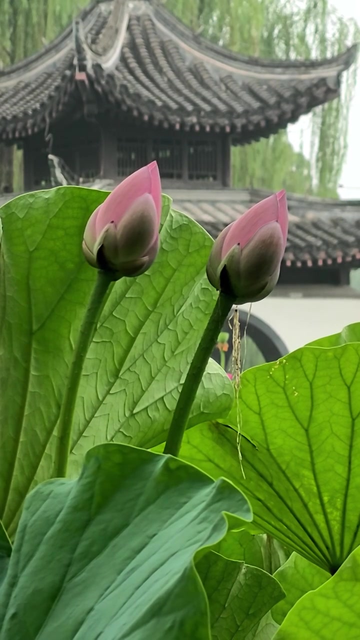 雨中北京陶然亭公园吹台亭前盛开的荷花视频素材