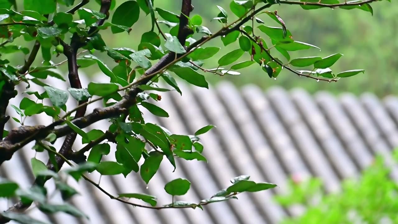 夏日雨水水滴从绿色的叶子上滴落视频素材