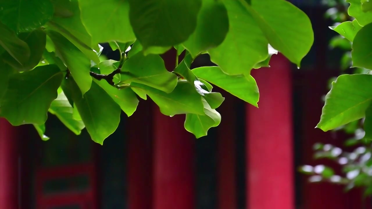 夏日雨水水滴从绿色的叶子上滴落视频素材