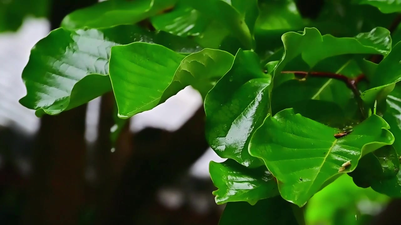 夏日雨水水滴从绿色的叶子上滴落视频素材