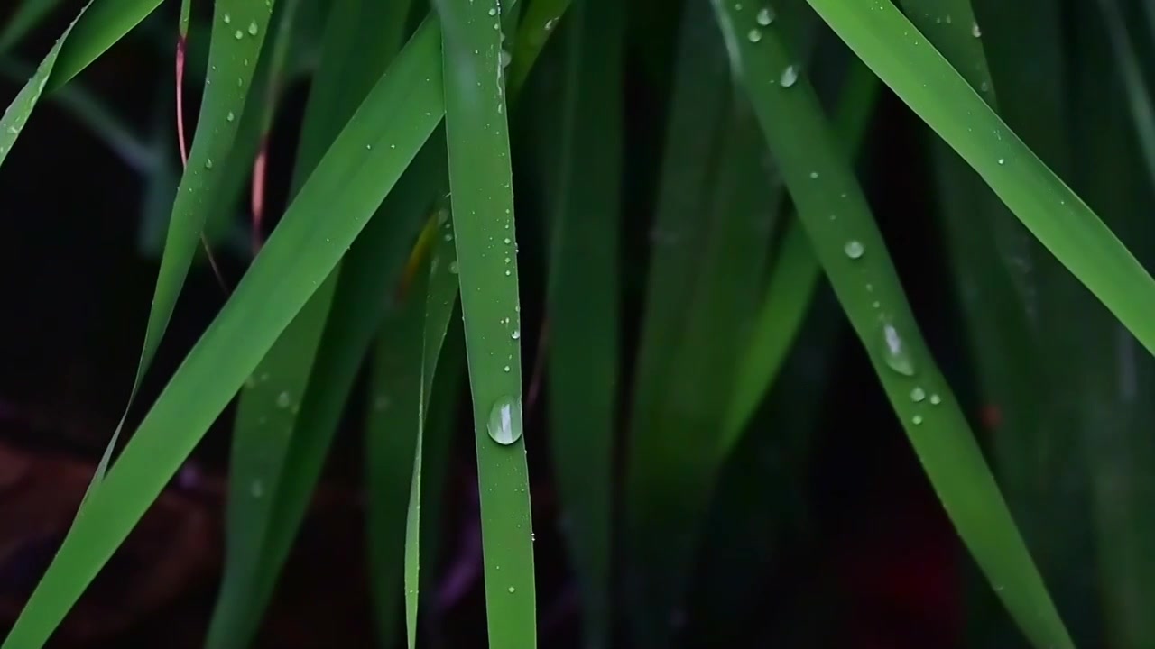 夏日雨水水滴从绿色的叶子上滴落视频素材