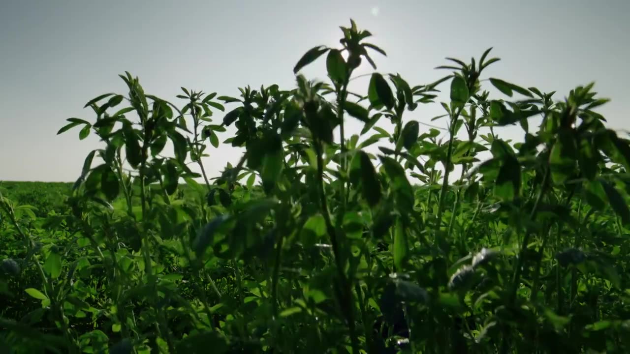 苜蓿草视频素材