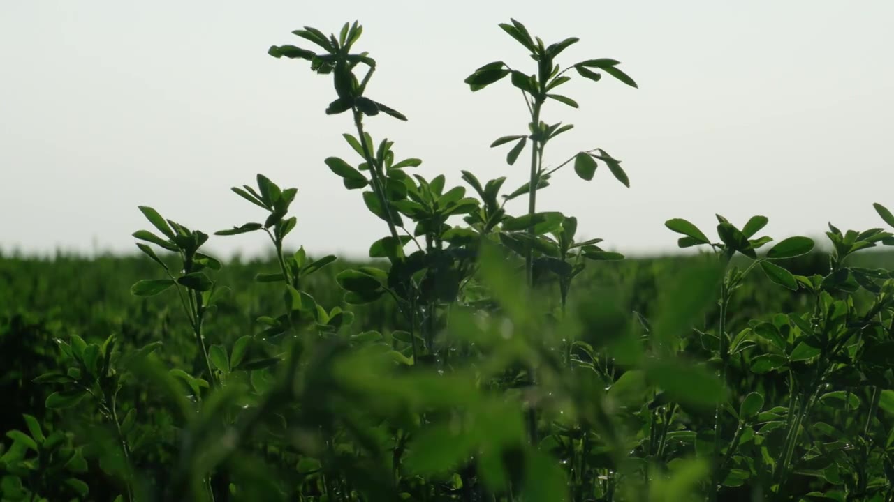 苜蓿草视频素材