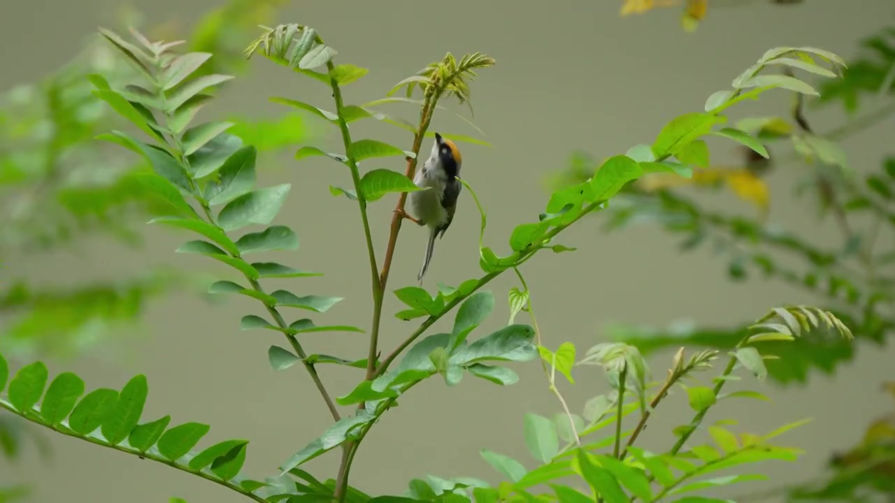 红色长尾山雀在枝头啄食蚜虫视频下载