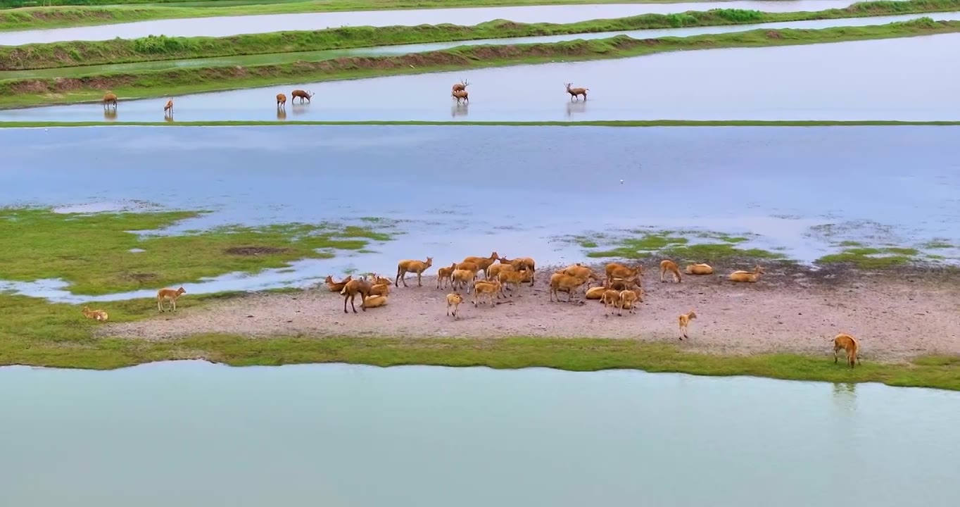 盐城大丰湿地野生麋鹿视频素材