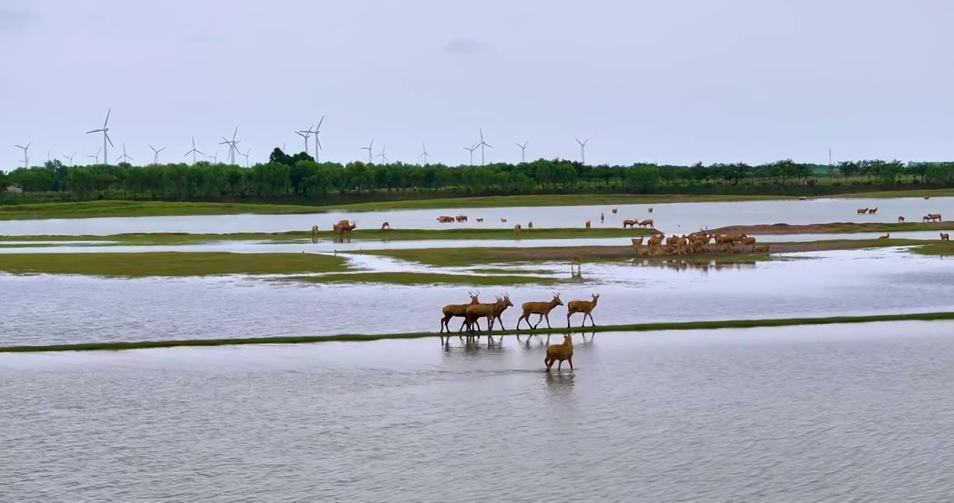 盐城大丰湿地野生麋鹿视频素材