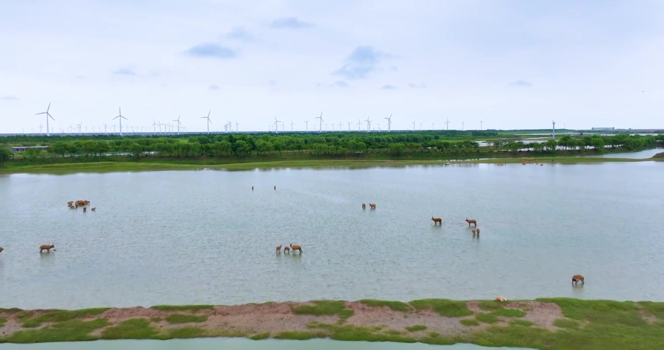 盐城大丰湿地野生麋鹿视频素材