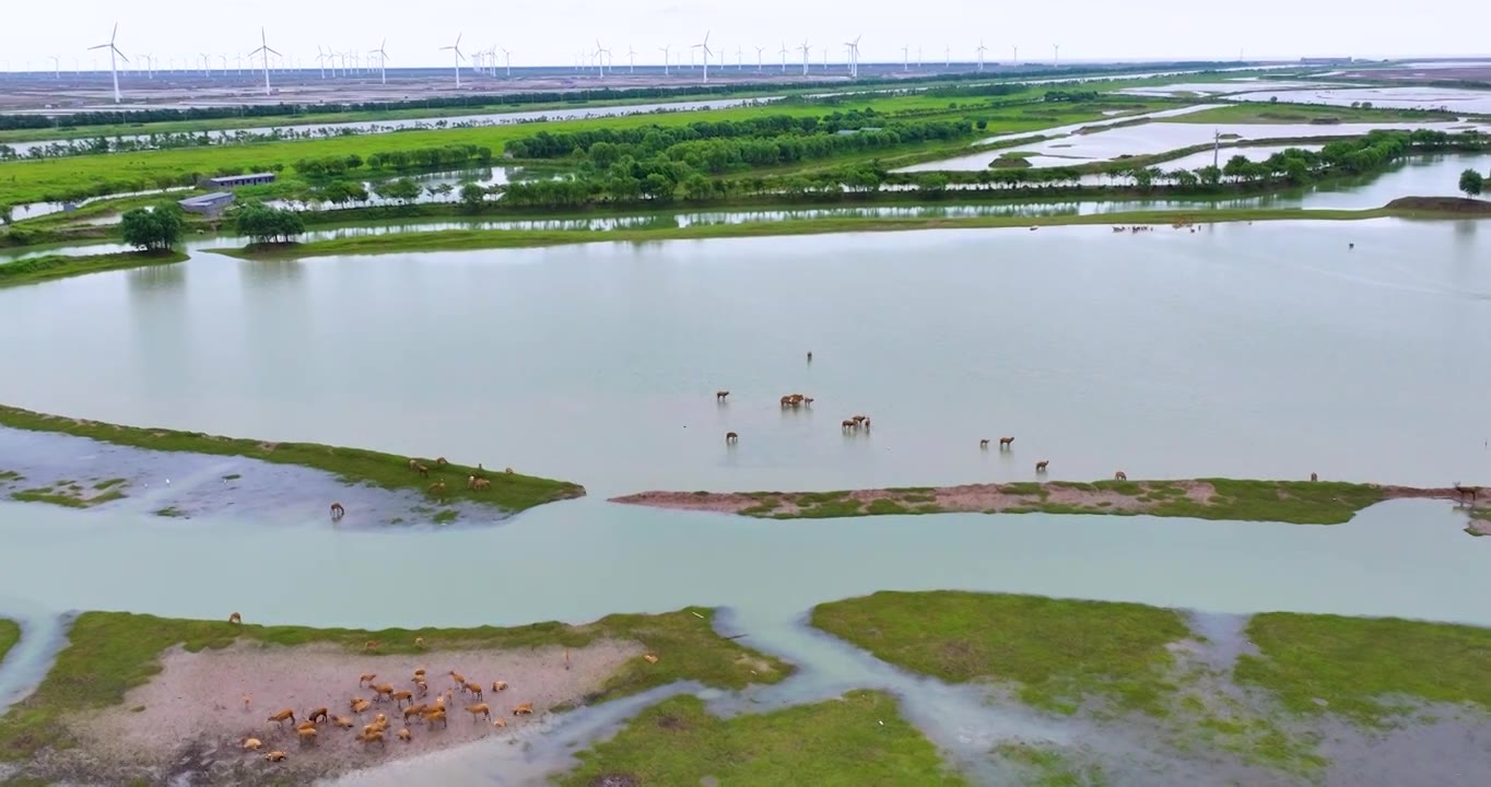 盐城大丰野鹿荡湿地野生麋鹿风光视频素材