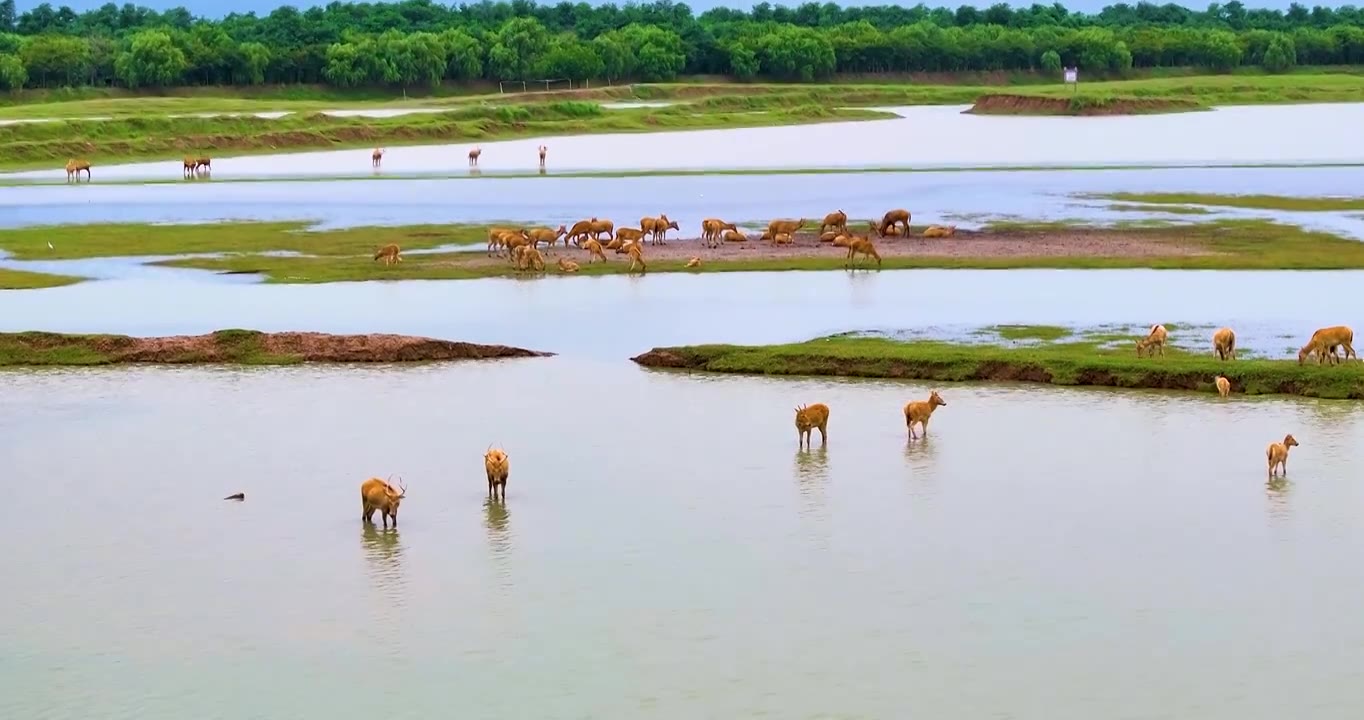 盐城大丰野鹿荡湿地野生麋鹿风光视频素材