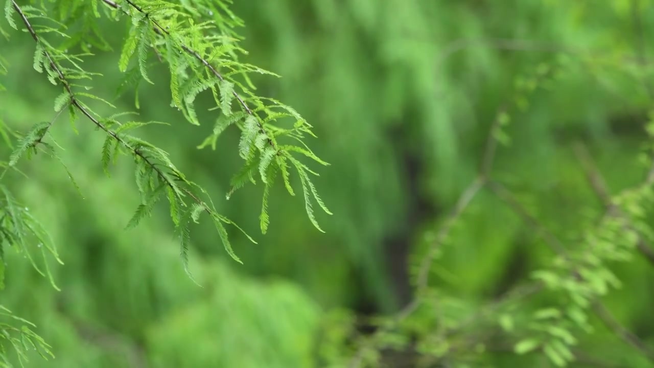 雨天的落羽杉在微风中轻轻摇曳视频素材