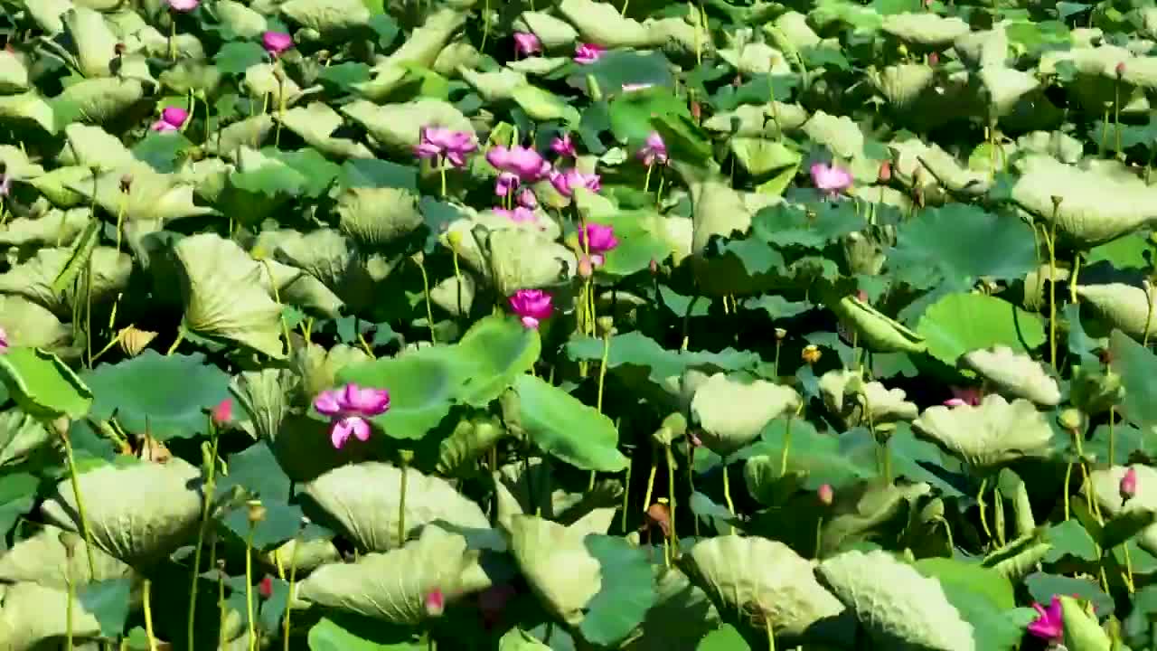 风中的荷塘盛开的荷花视频下载