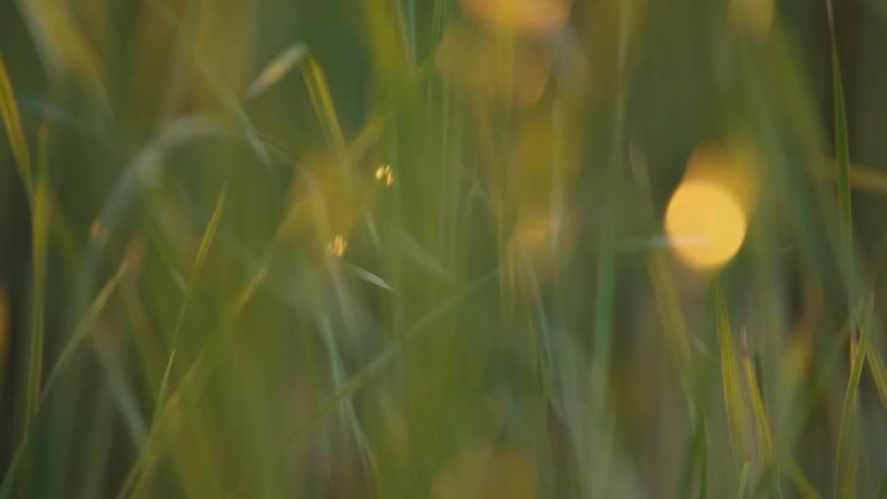 夕阳下的芳草，阳光中摆动的草视频下载