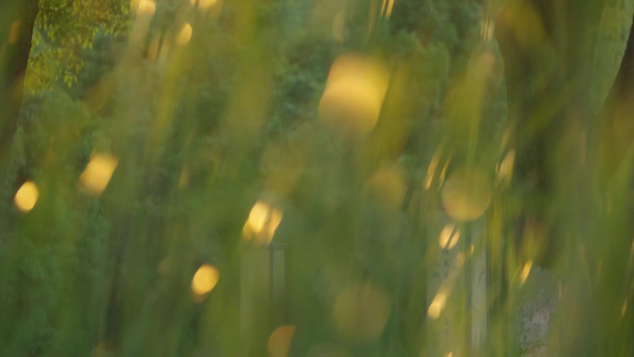 夕阳下的芳草，阳光中摆动的草视频下载