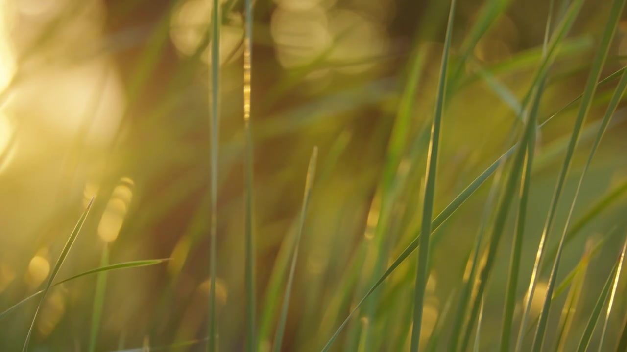 夕阳下的芳草，阳光中摆动的草视频下载