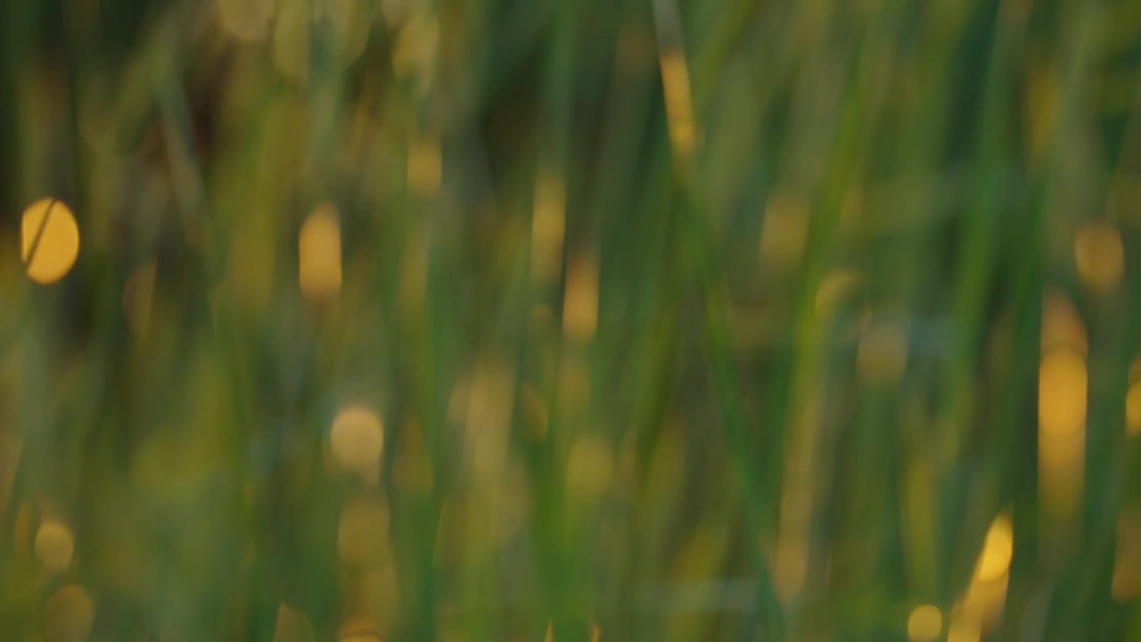 夕阳下的芳草，阳光中摆动的草视频素材