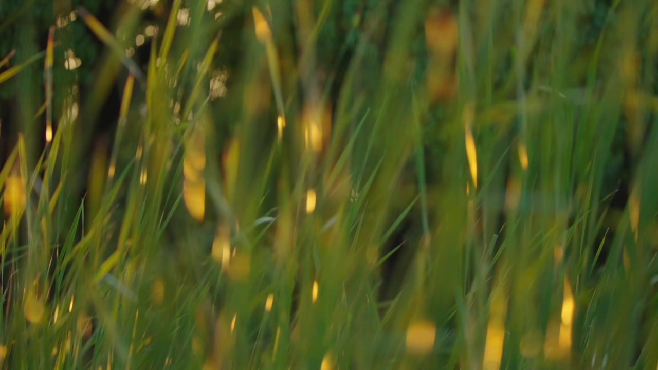 夕阳下的芳草，阳光中摆动的草视频下载