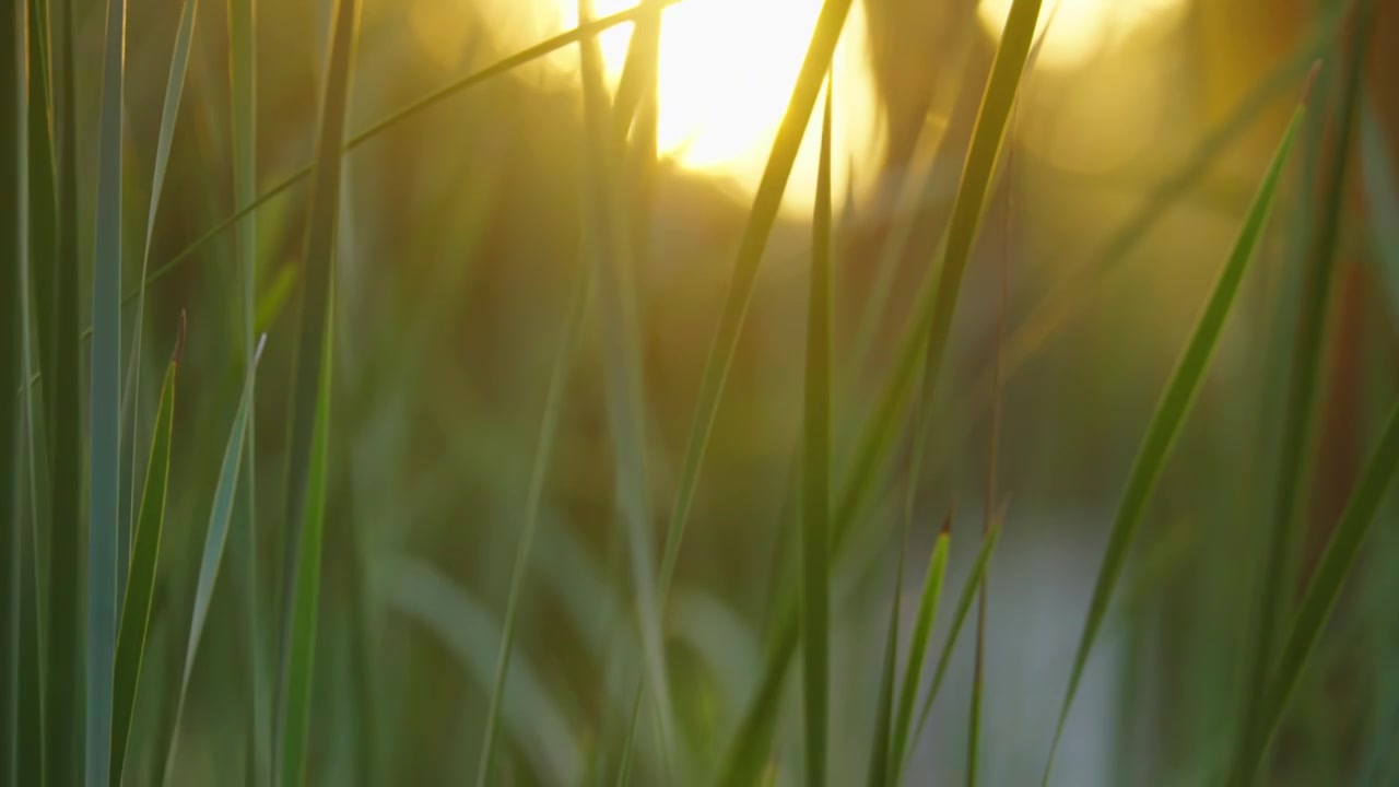 夕阳下的芳草，阳光中摆动的草视频下载